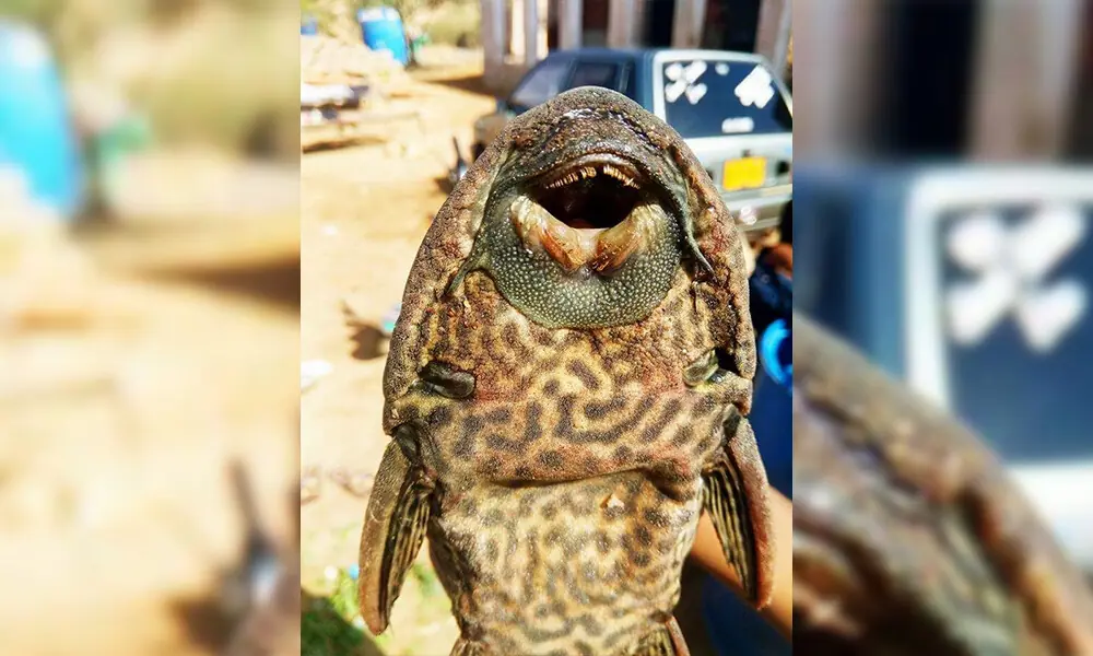 Alien Fish Identified at Karachi Fish Harbour Raises Alarm Over Aquatic ...